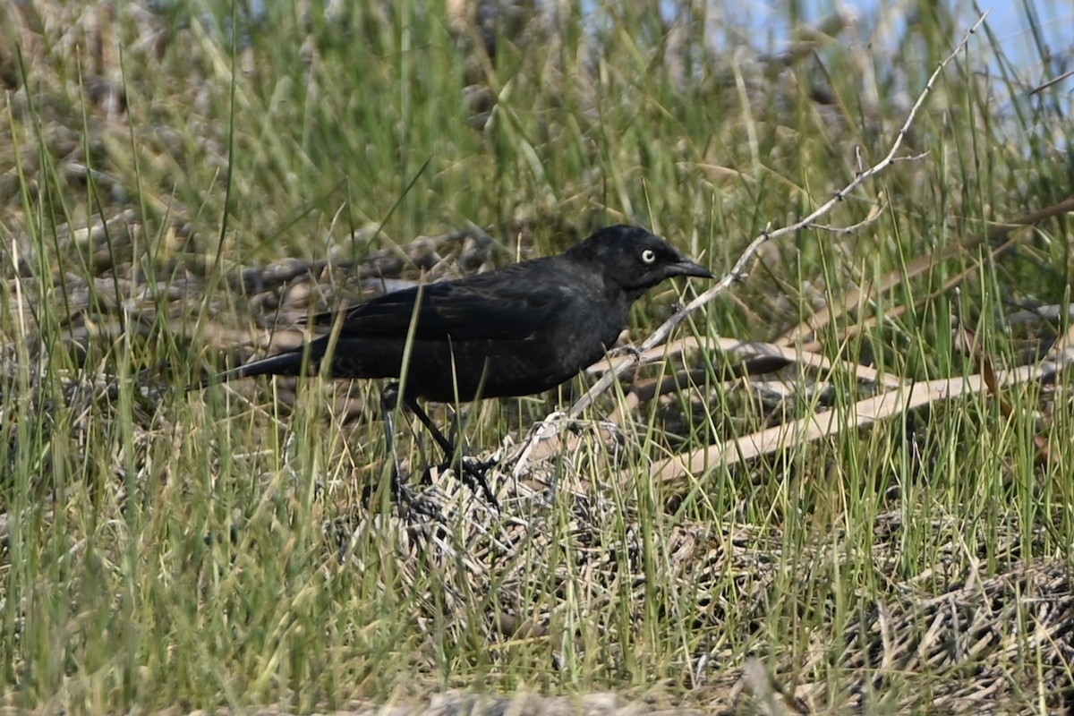 Rusty Blackbird - ML616602840