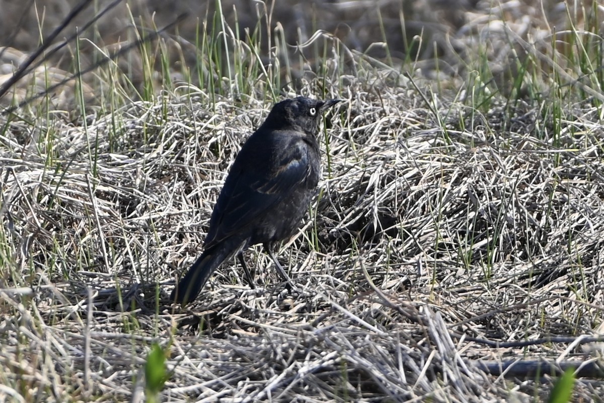 Rusty Blackbird - ML616602843