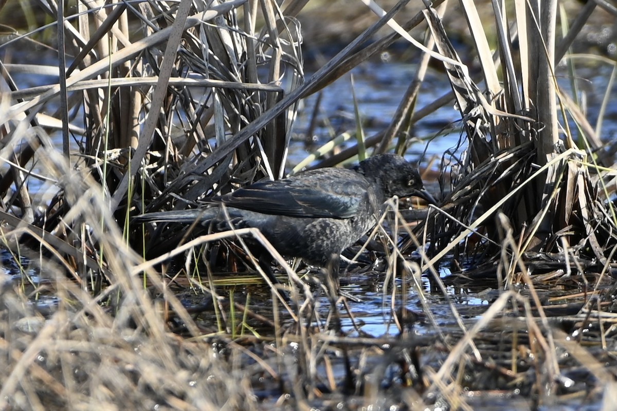 Rusty Blackbird - ML616602844