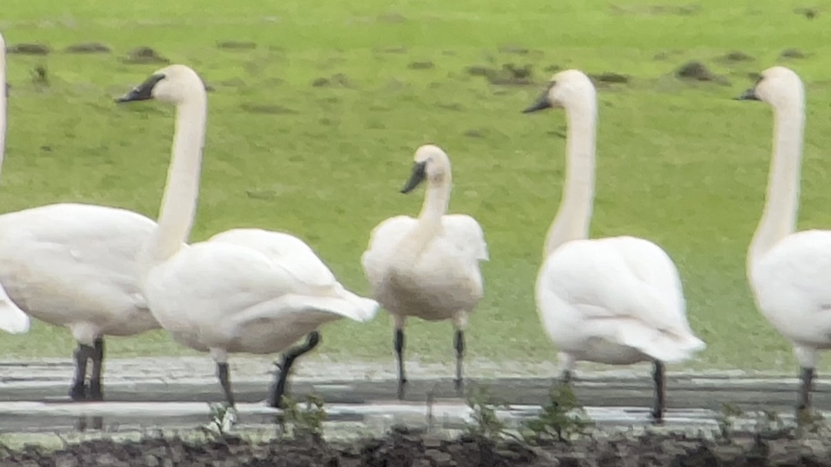 Tundra Swan - ML616602857