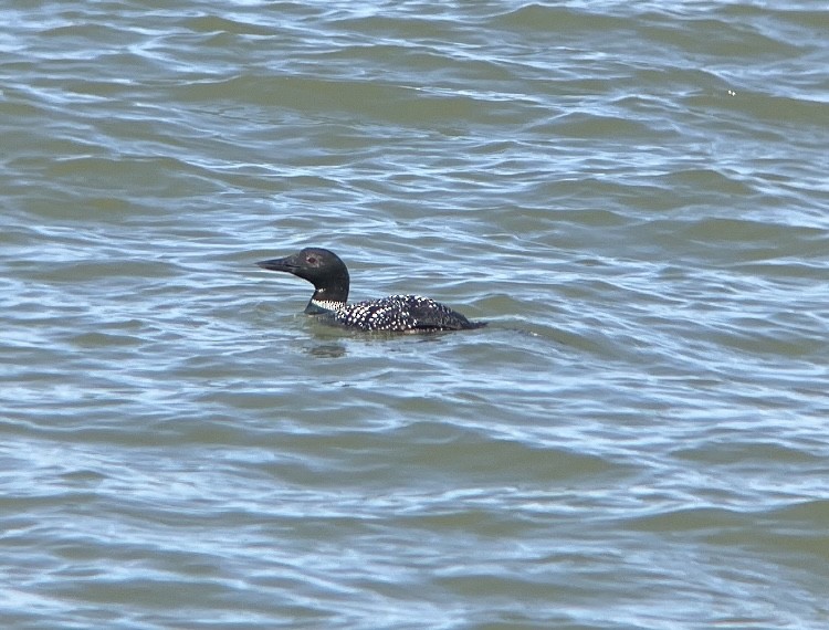 Common Loon - Alex Flood