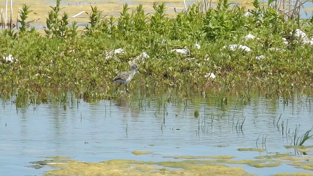 American Avocet - ML616602865