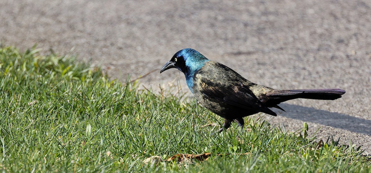 Common Grackle - ML616602894