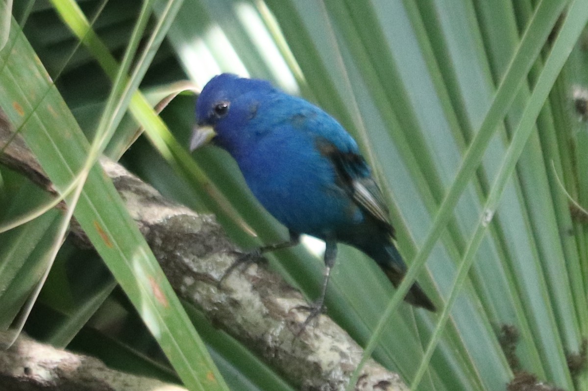 Indigo Bunting - ML616602908