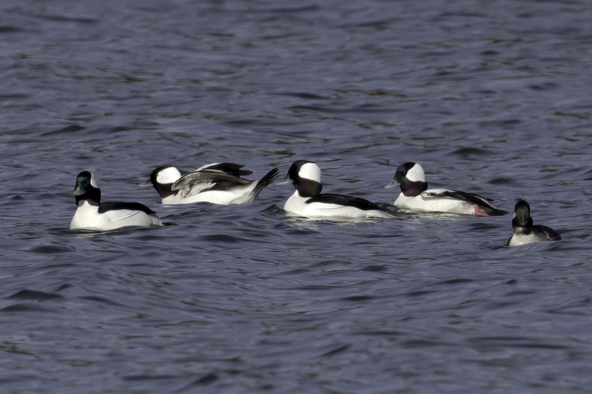 Bufflehead - ML616602915