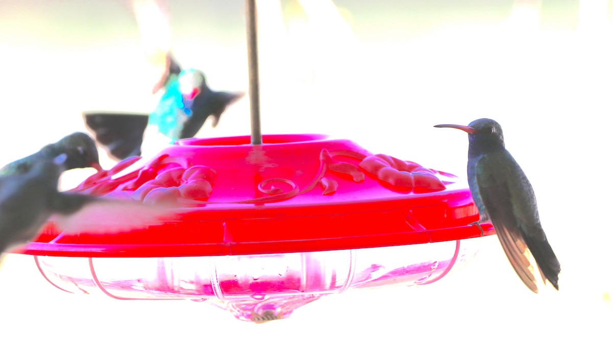 Broad-billed Hummingbird - Gary Rains