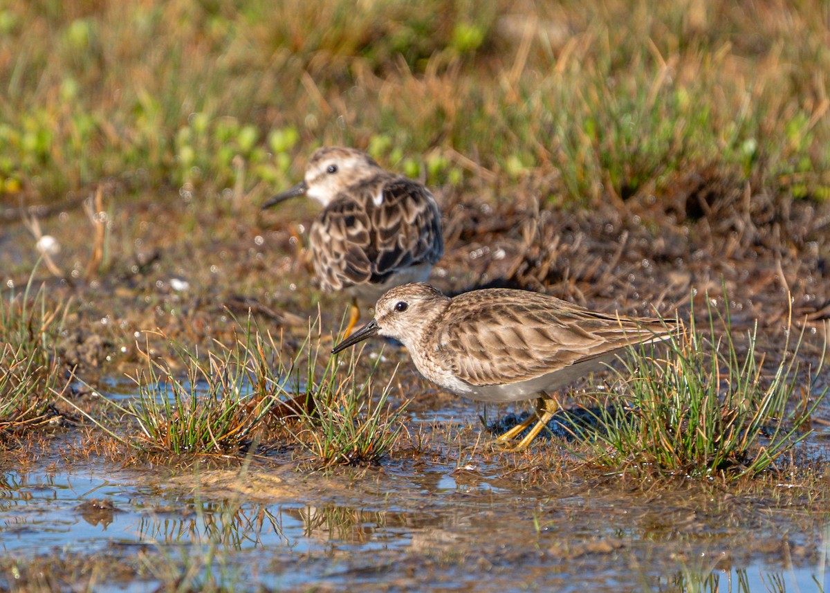 Least Sandpiper - ML616603008