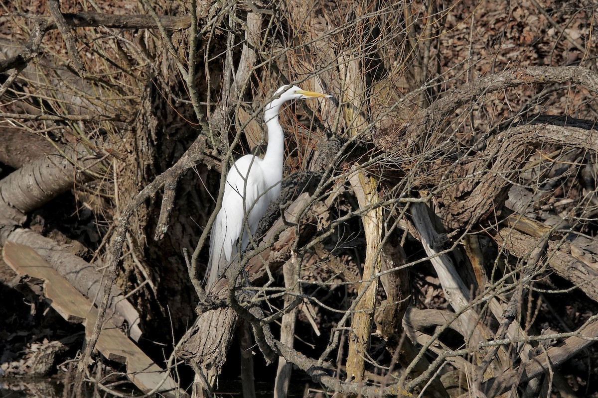 Great Egret - ML616603042