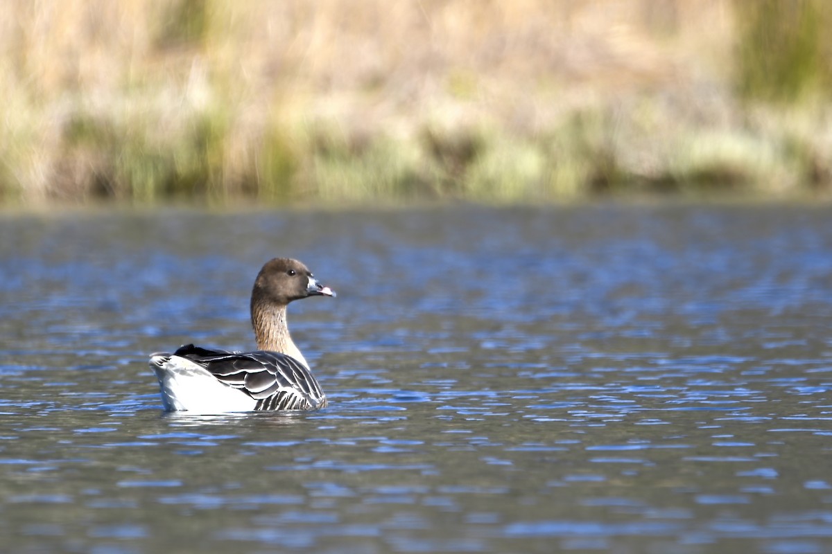 Pink-footed Goose - ML616603094