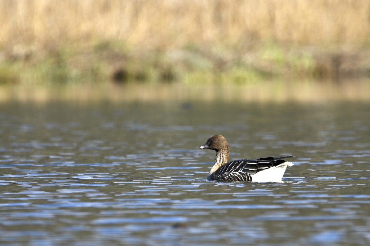 Pink-footed Goose - ML616603097