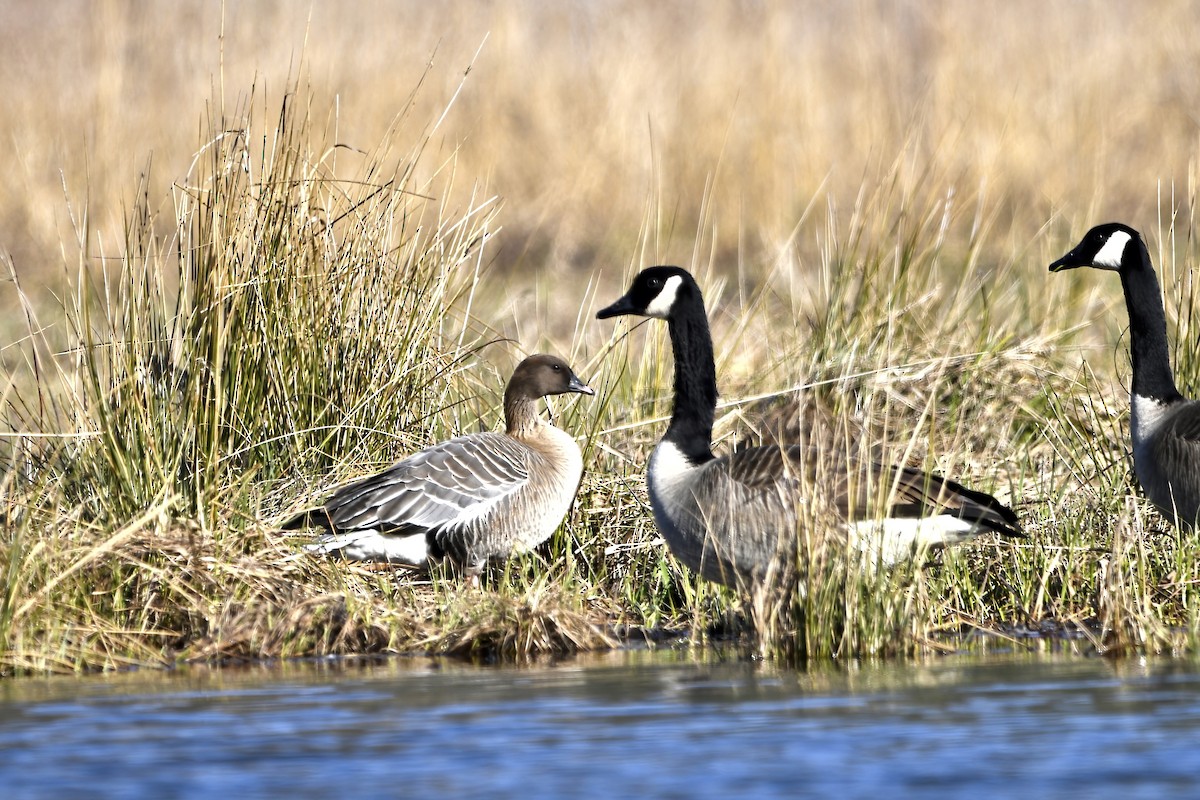 Pink-footed Goose - ML616603109