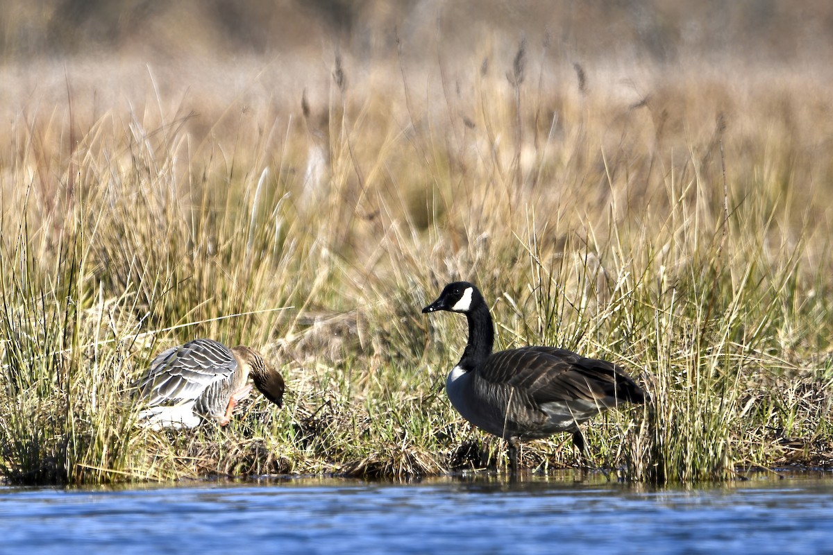 Pink-footed Goose - ML616603112