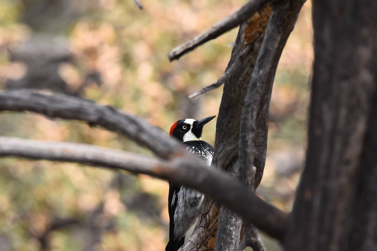 Acorn Woodpecker - ML616603129