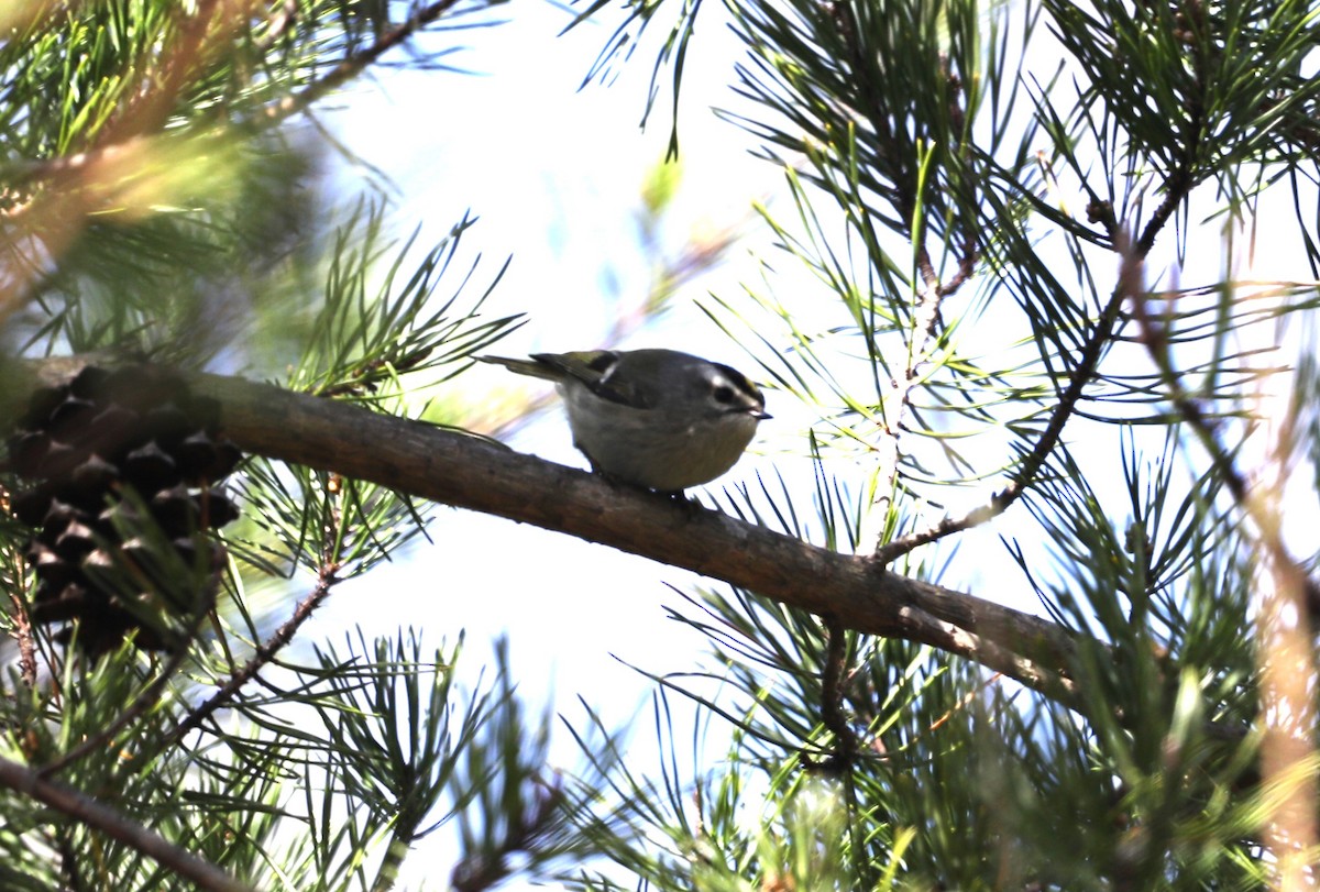 Golden-crowned Kinglet - ML616603154