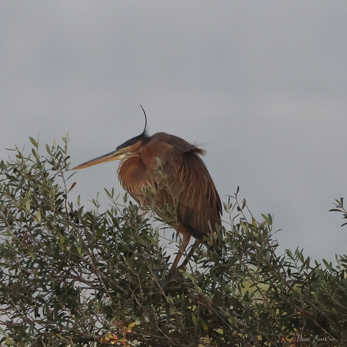 Purple Heron - ML616603196