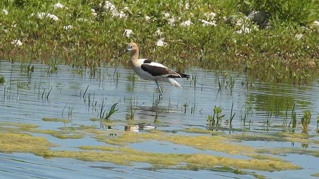 American Avocet - ML616603246