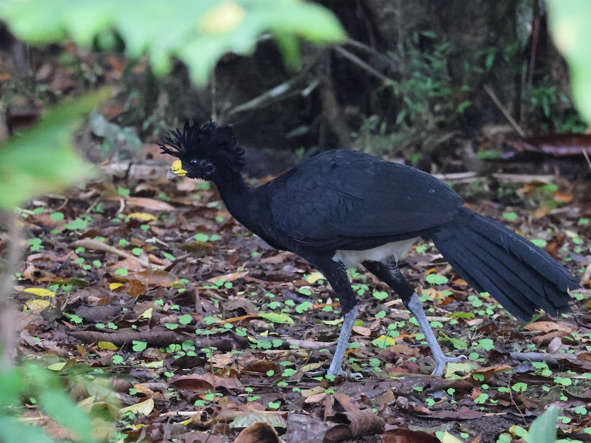 Great Curassow - ML616603282