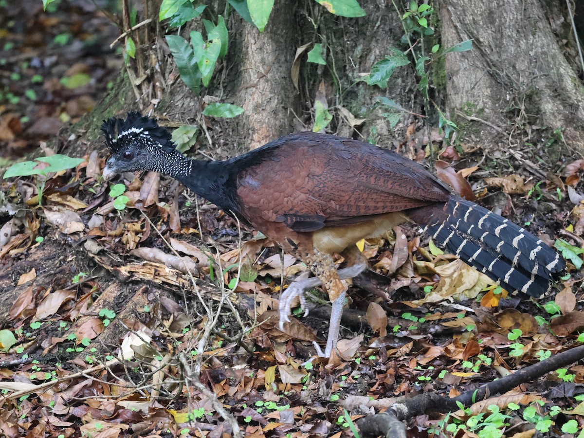 Great Curassow - ML616603283