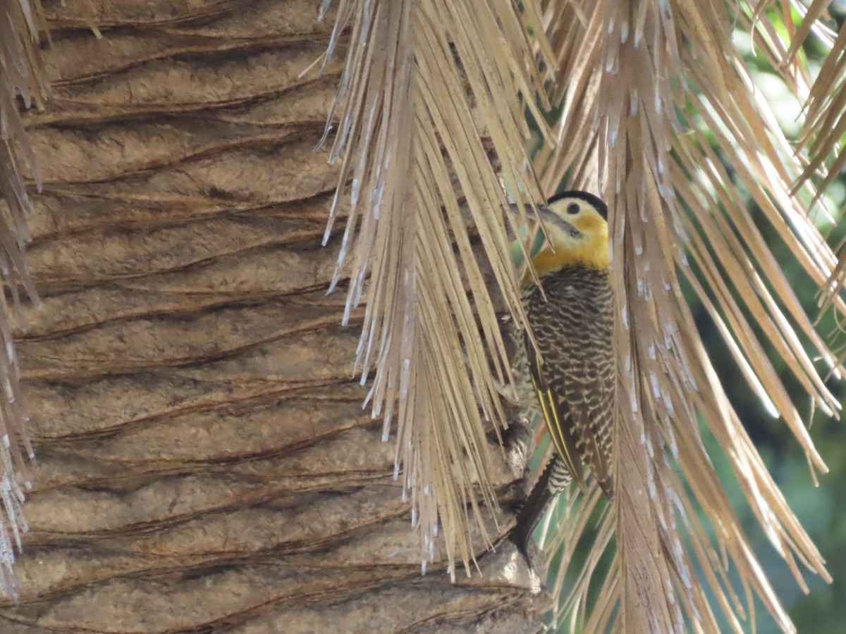 Campo Flicker (Field) - ML616603296