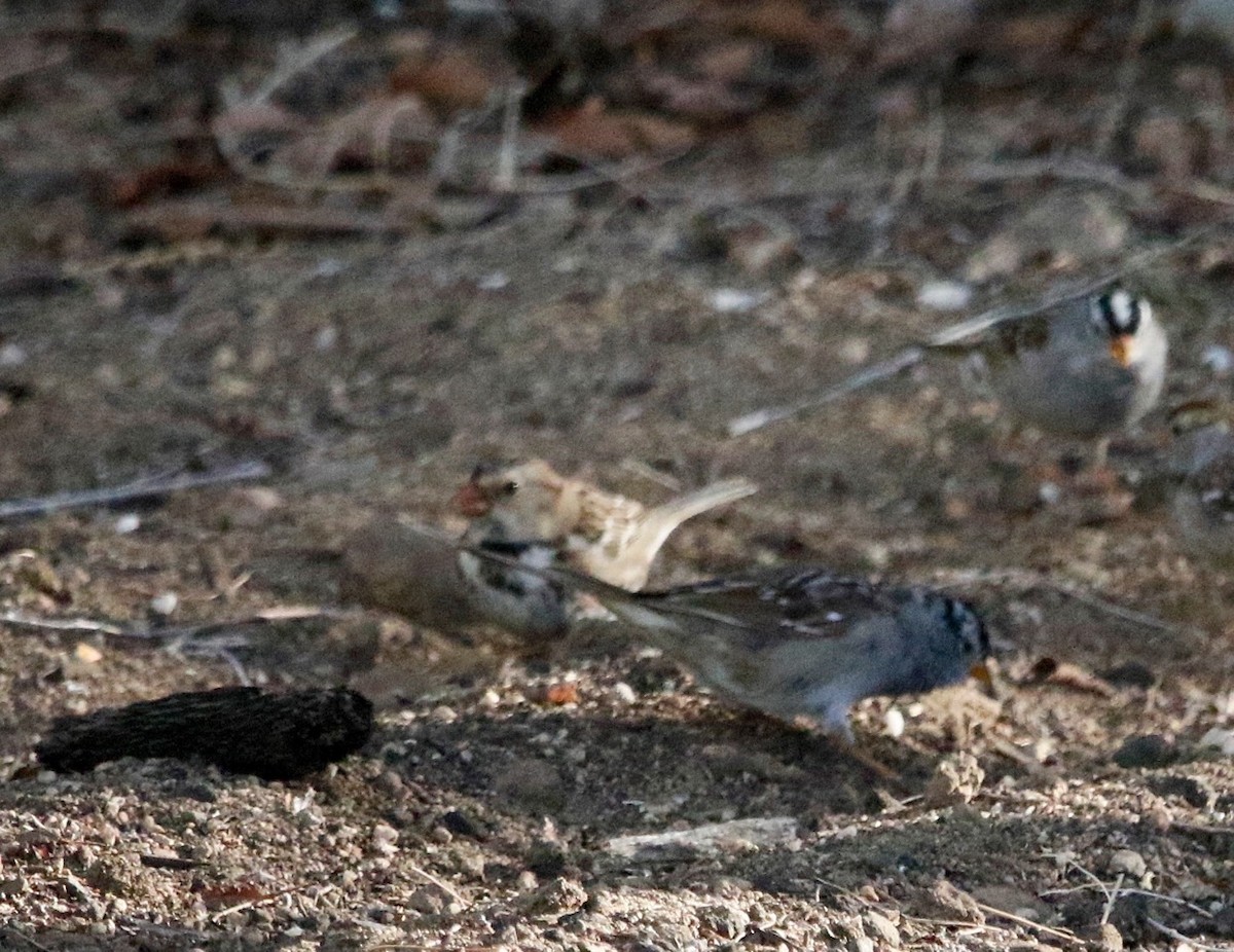 Harris's Sparrow - ML616603382