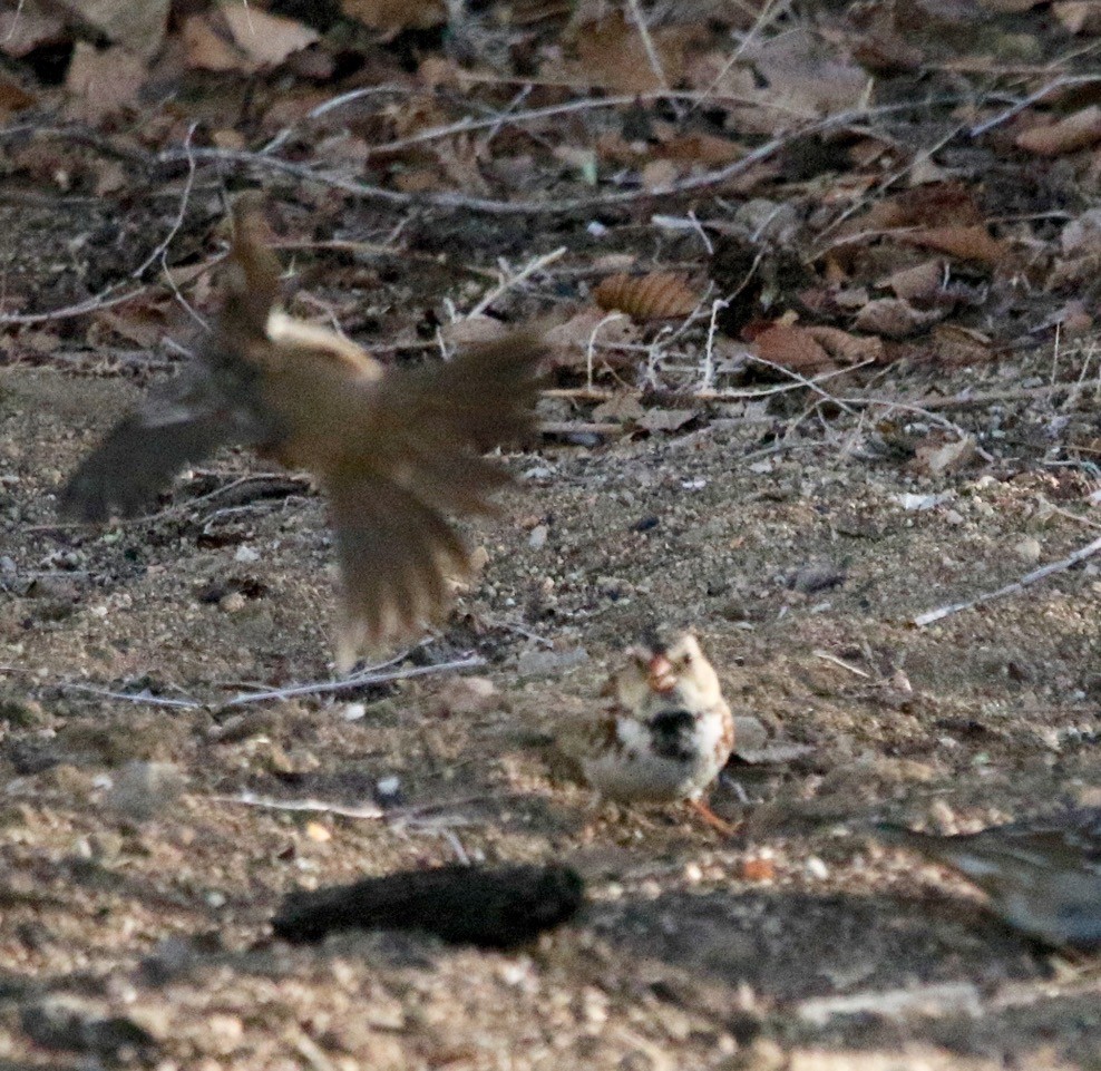 Harris's Sparrow - ML616603383