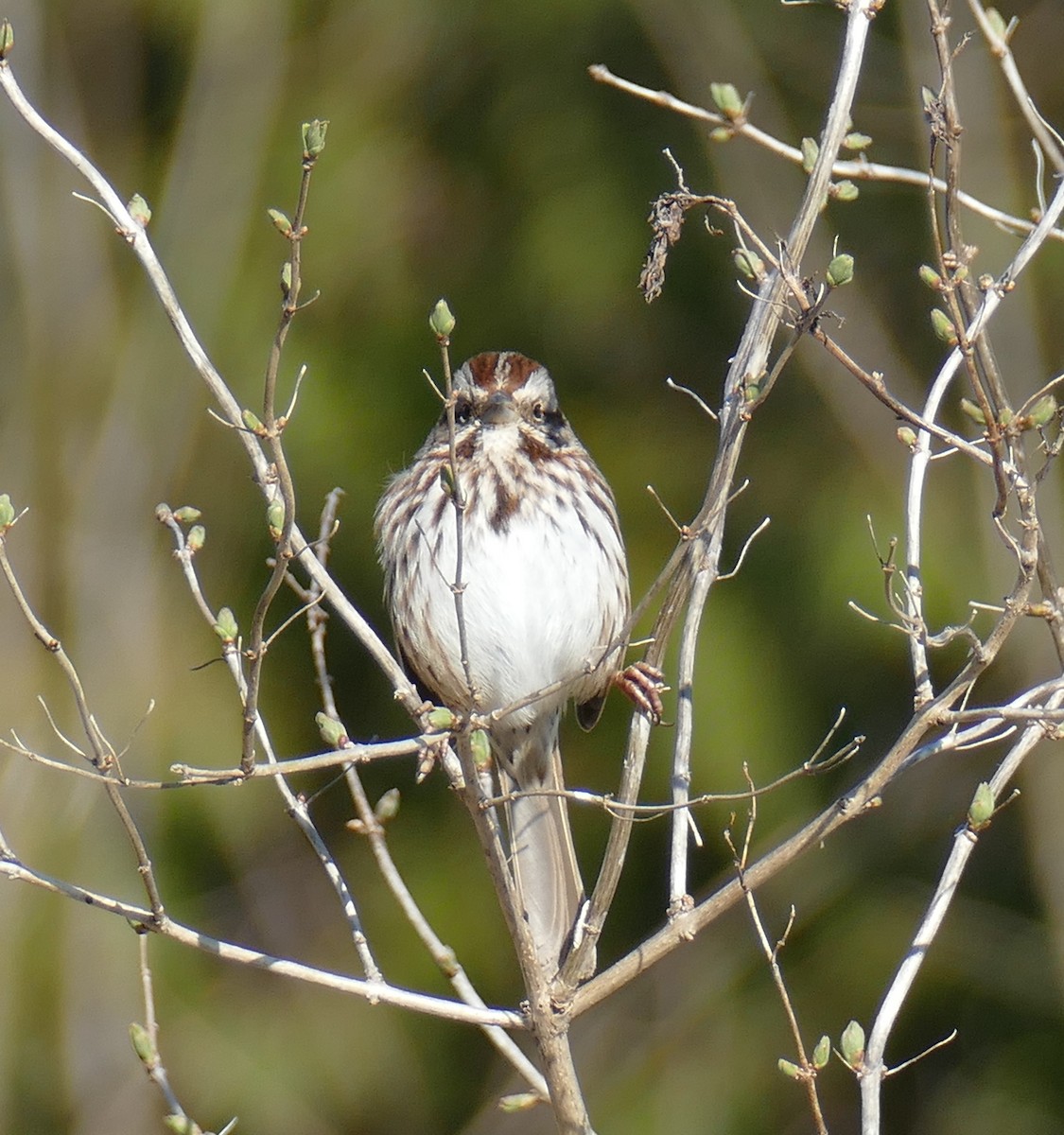 Song Sparrow - ML616603405