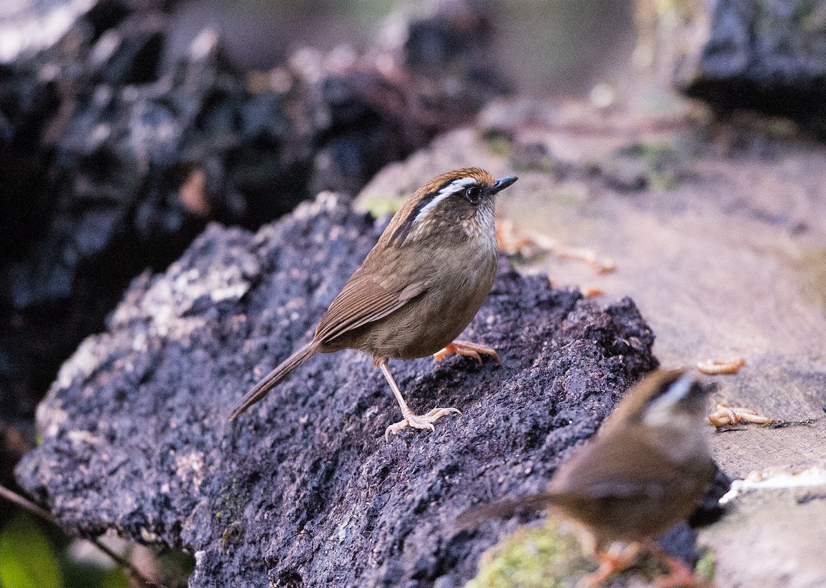 Rusty-capped Fulvetta - jimmy Yao