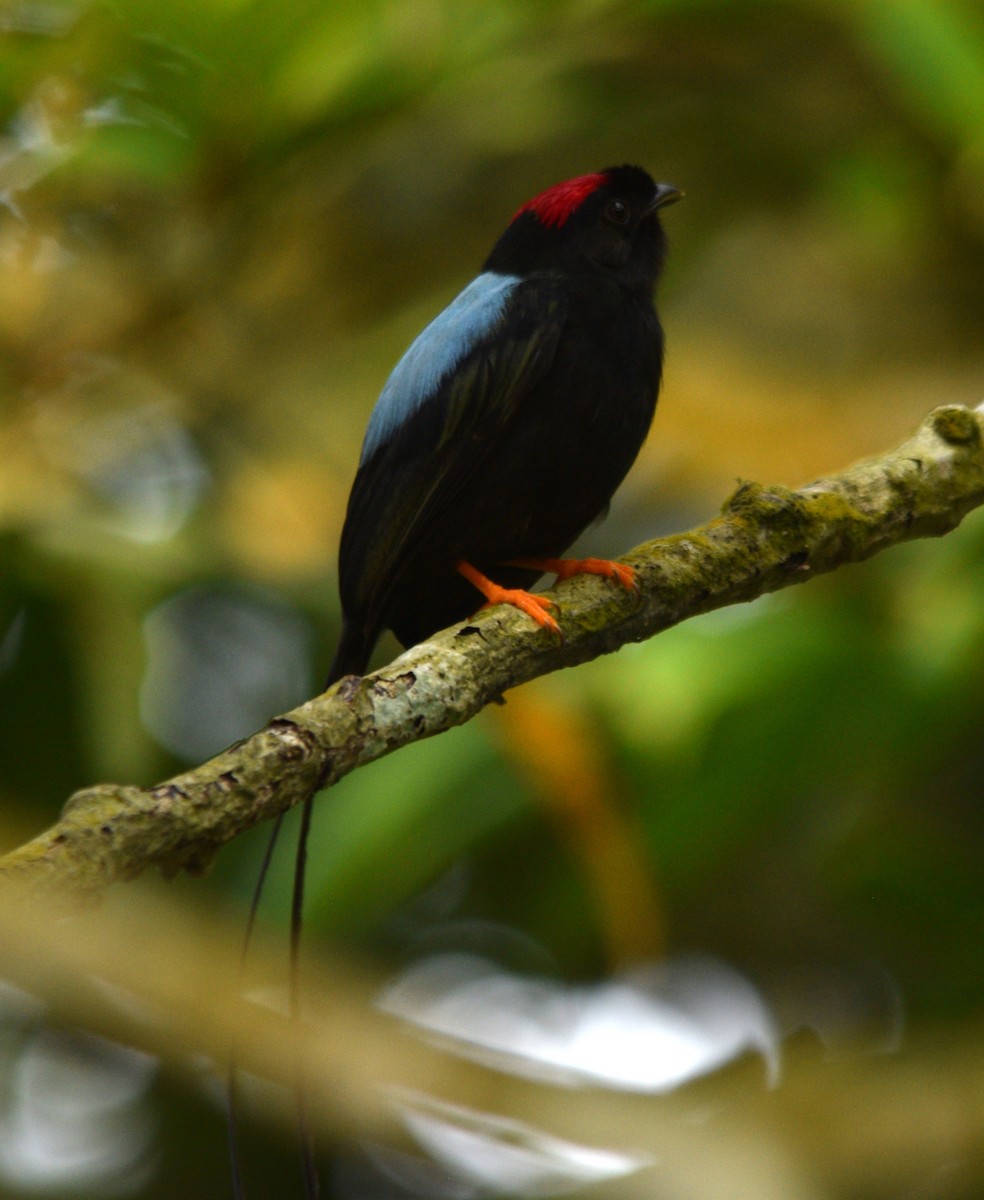 Long-tailed Manakin - ML616603411