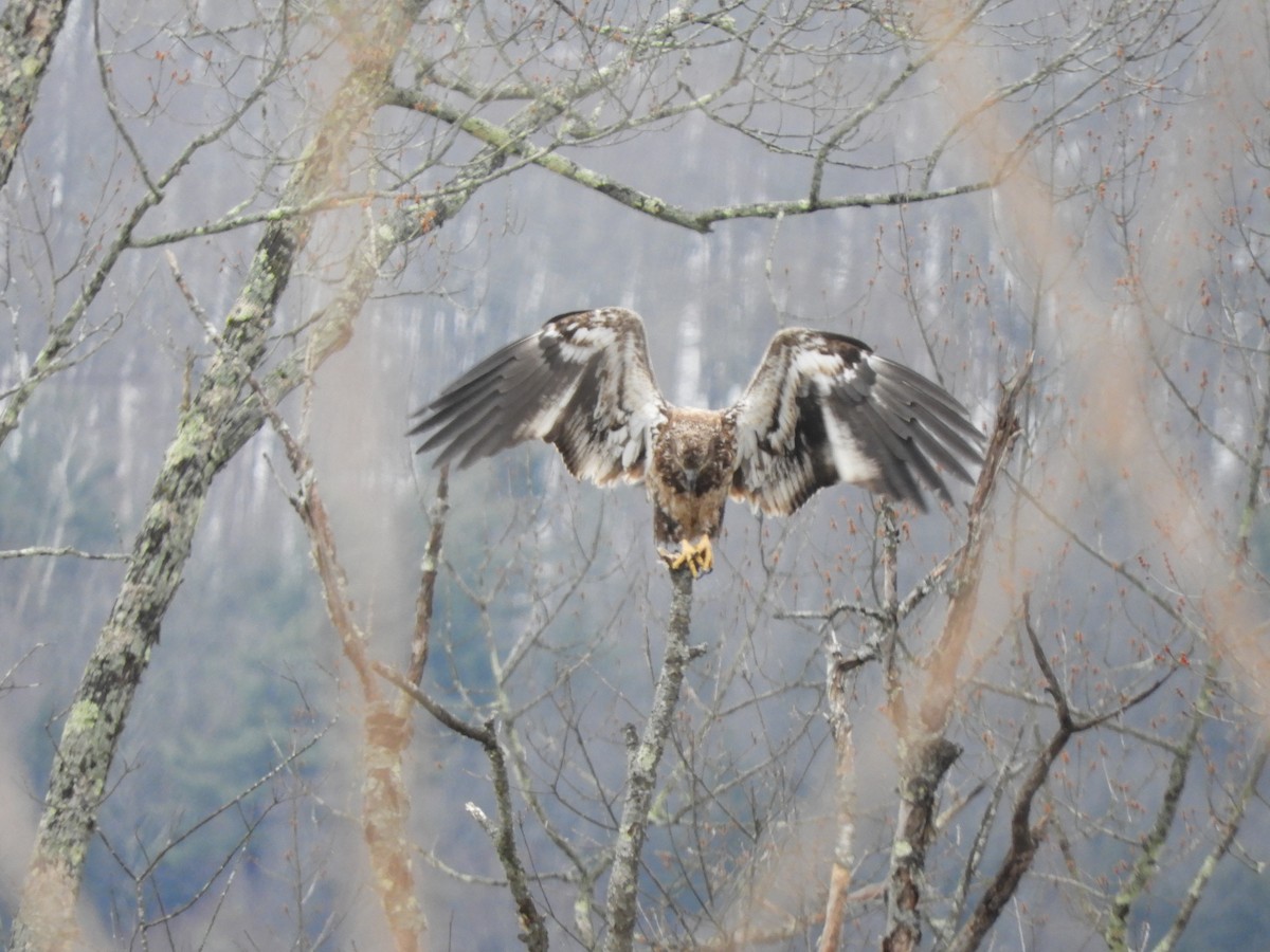 Bald Eagle - ML616603444