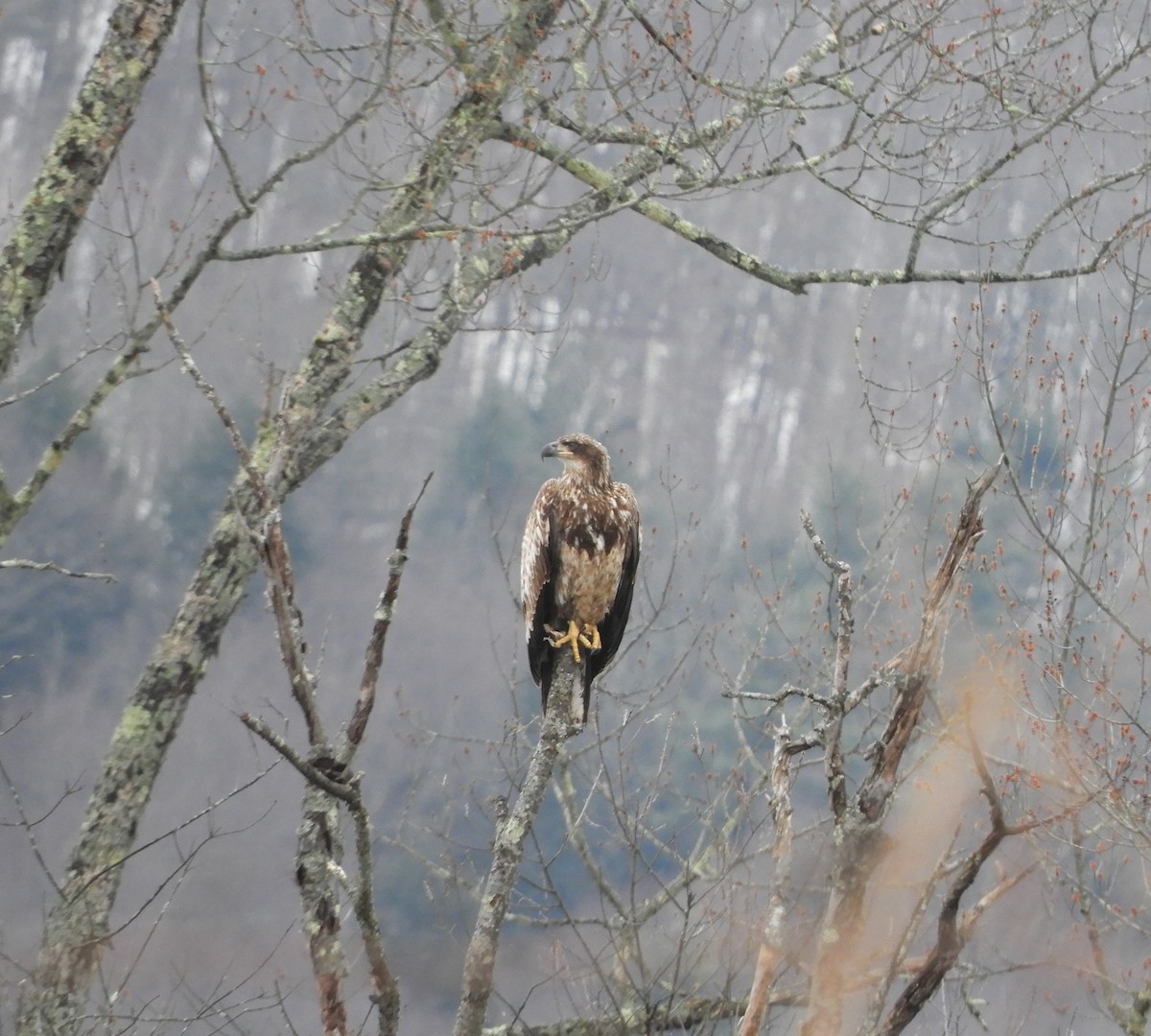 Bald Eagle - ML616603447