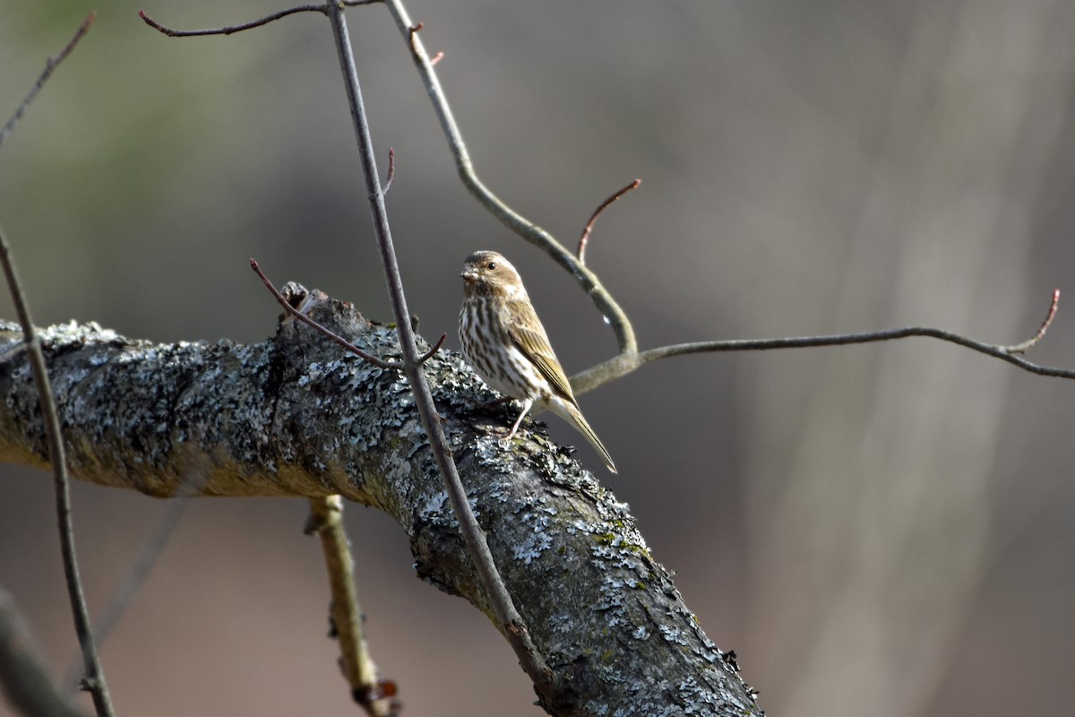 Purple Finch - ML616603458