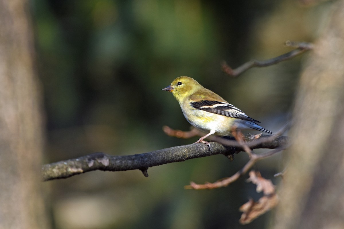 Chardonneret jaune - ML616603463