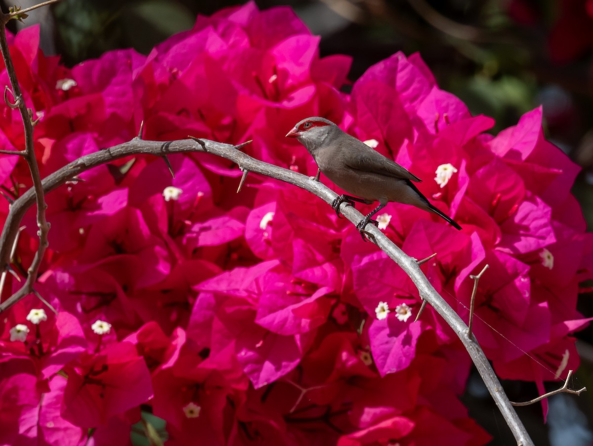 Black-rumped Waxbill - ML616603515