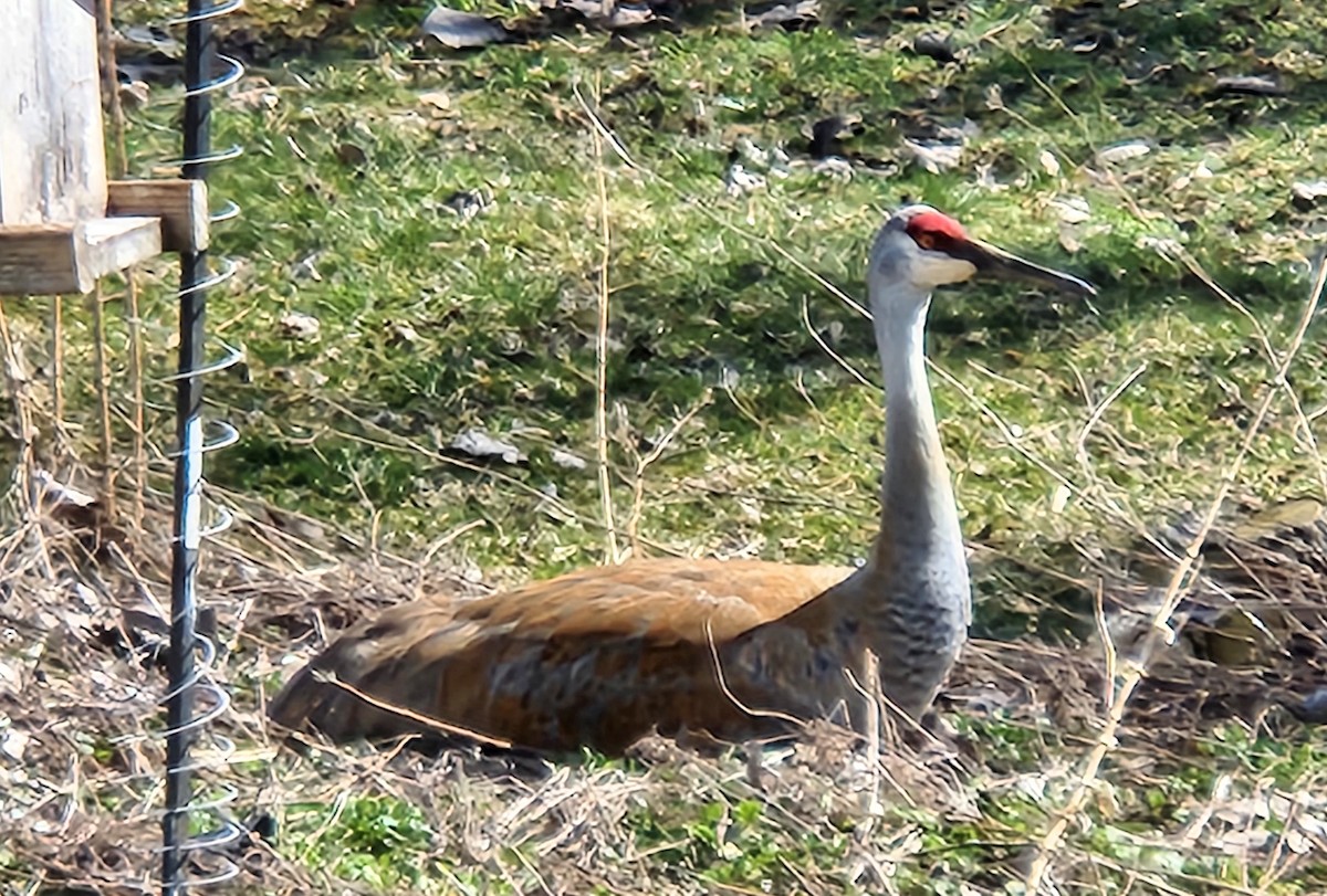 Sandhill Crane - Phillip Odum