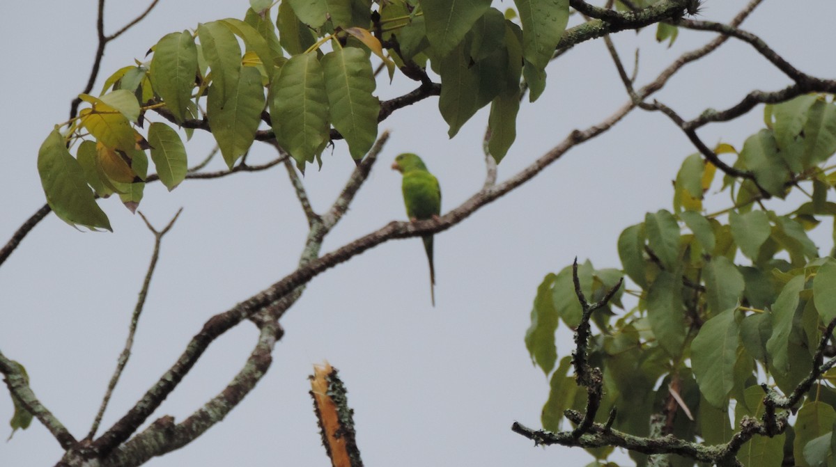 Plain Parakeet - ML616603567