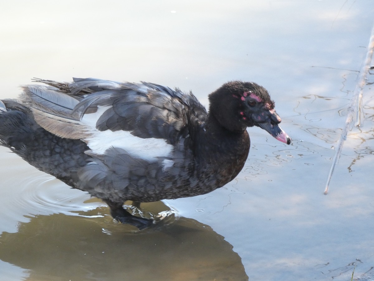 Muscovy Duck (Domestic type) - ML616603572
