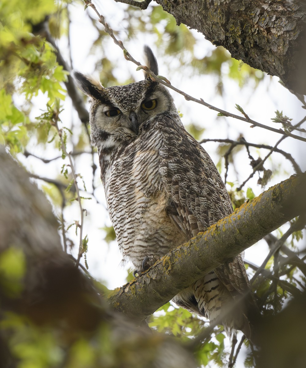 Great Horned Owl - ML616603574