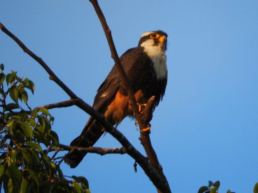 Aplomado Falcon - Fernando Nunes