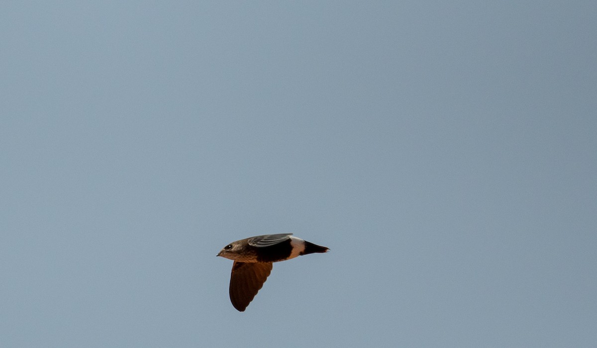 Mottled Spinetail - Erik Ostrander