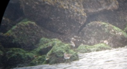 Black Turnstone - marc  breuninger