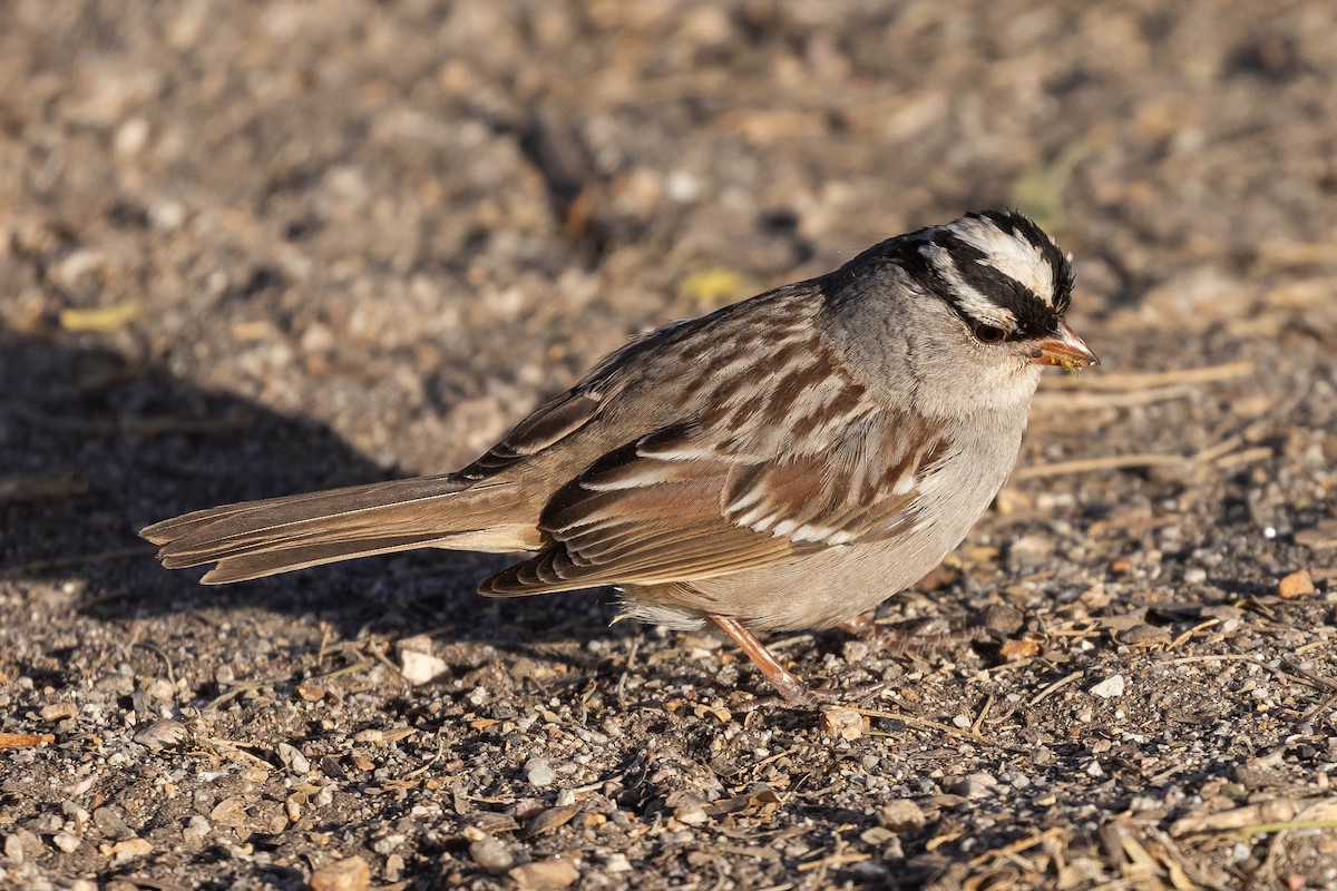 White-crowned Sparrow (Dark-lored) - Alex Lamoreaux