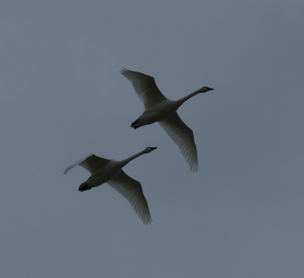 Tundra Swan - ML616603640