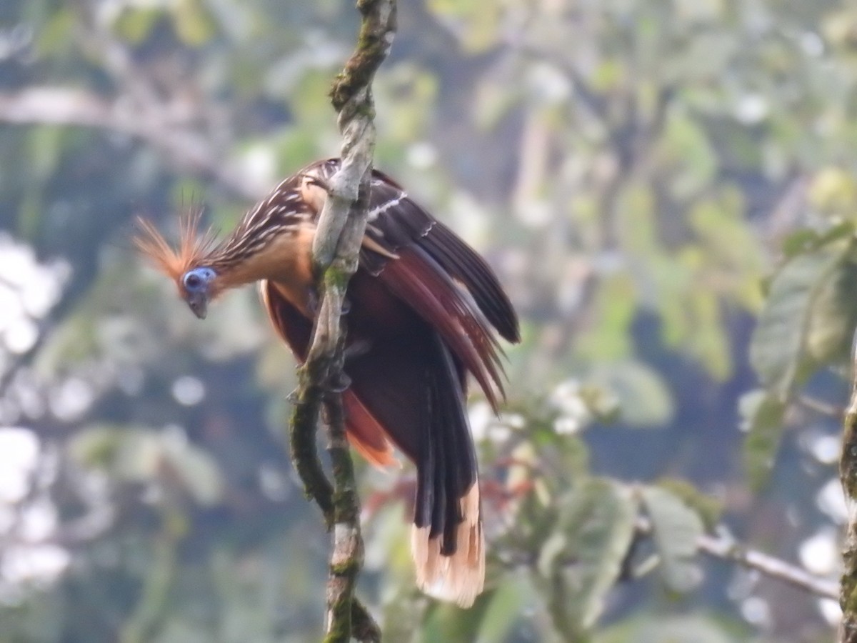 Hoatzin - ML616603646