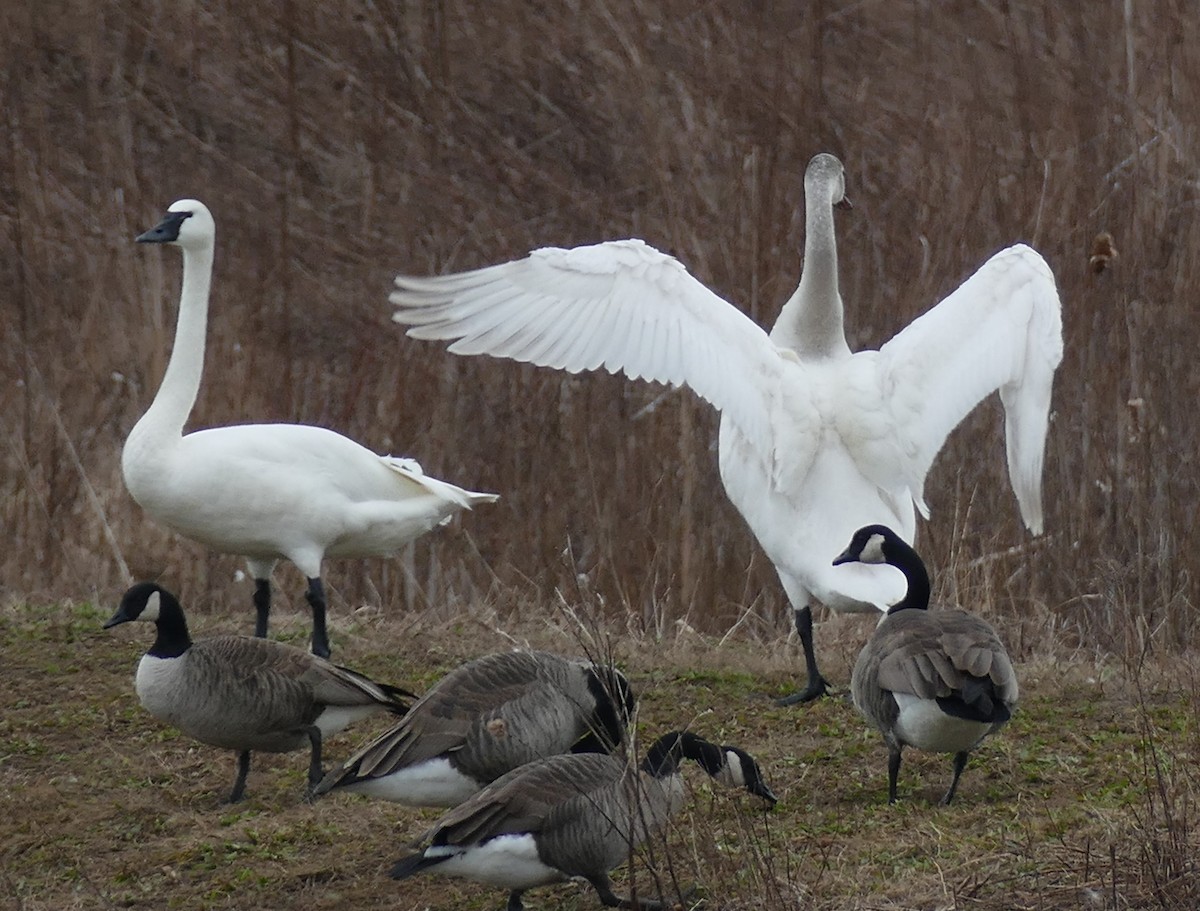 Tundra Swan - Gordon Saunders