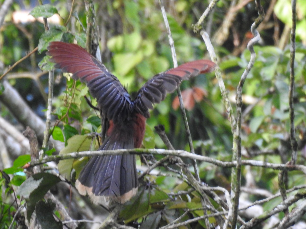 hoatzin - ML616603683