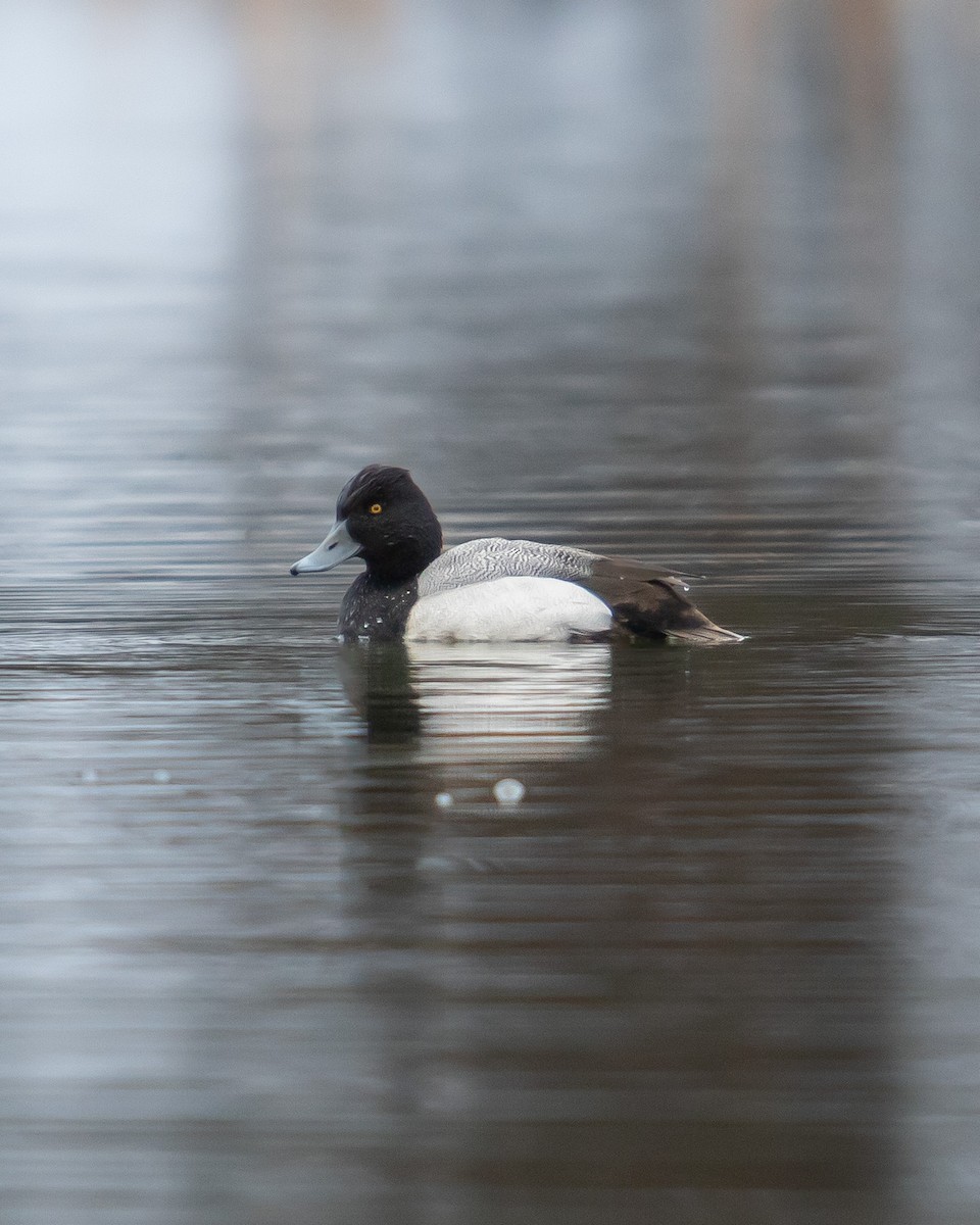 Lesser Scaup - Carly Philpott