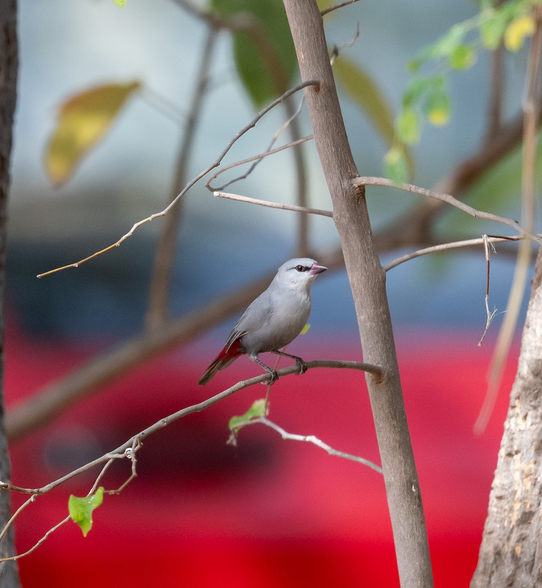 Lavender Waxbill - ML616603813