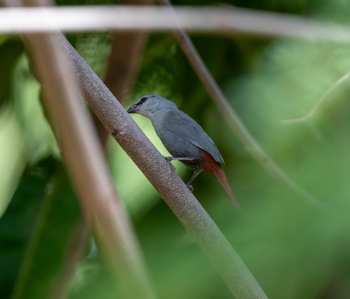 Lavender Waxbill - ML616603814