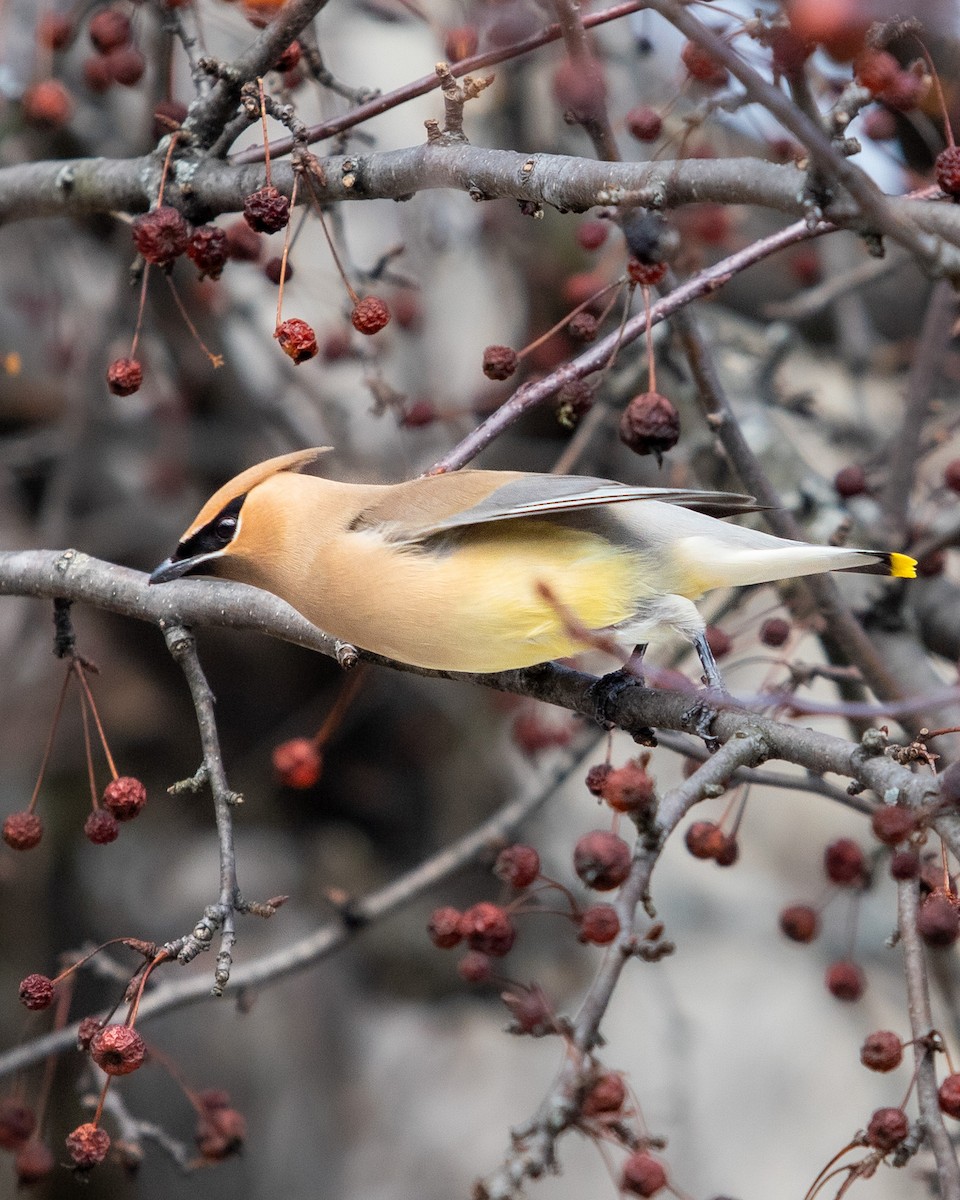 Cedar Waxwing - ML616603816