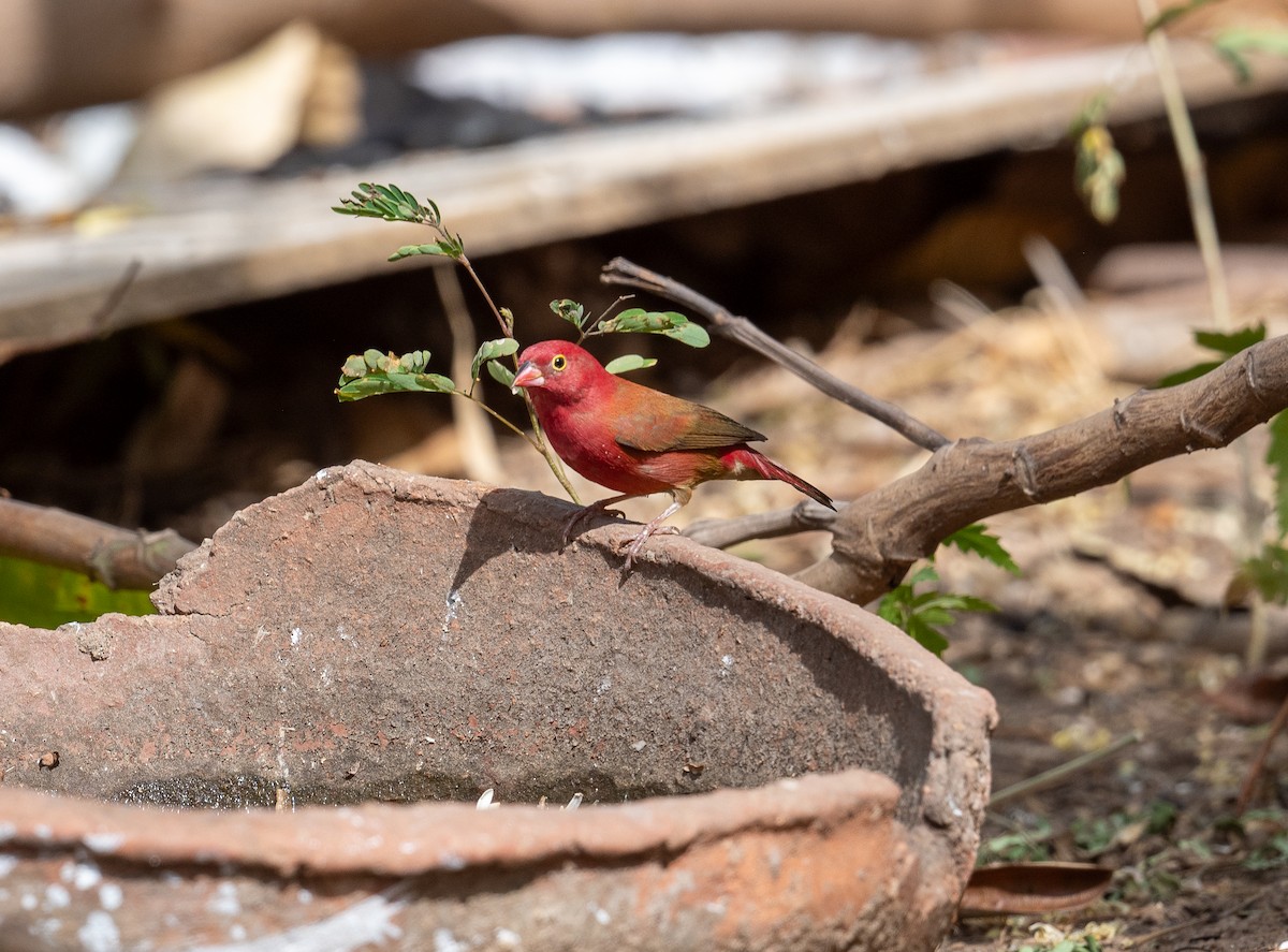 Red-billed Firefinch - ML616603827